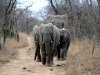 Top 5 paradise-like African game reserves you must visit