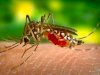 Malaria - Still A Problem For Africa Today