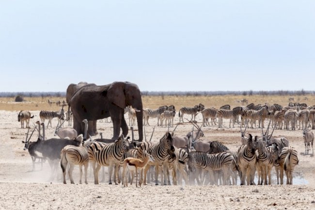 Top Lesser Known Safari Parks In Africa