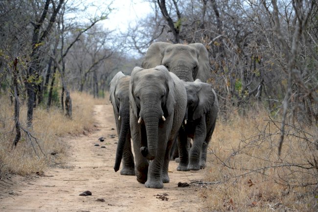 Top 5 paradise-like African game reserves you must visit