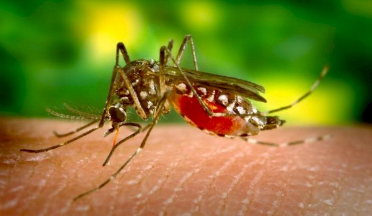 Malaria - Still A Problem For Africa Today
