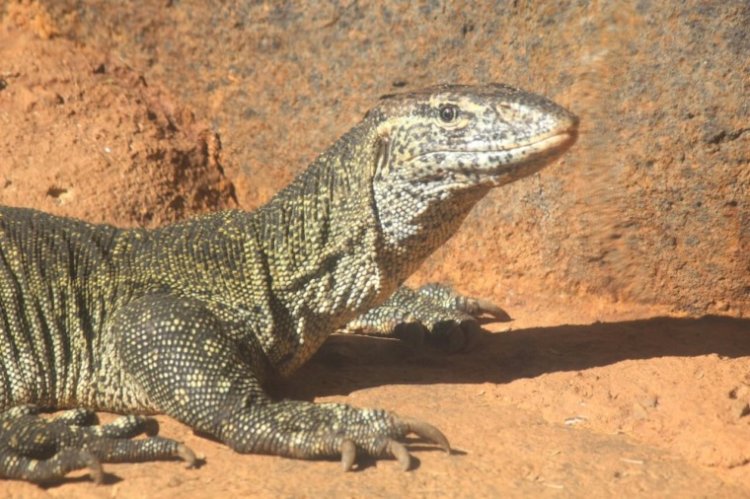The Sacred Monitor Lizards Of The Orogun People