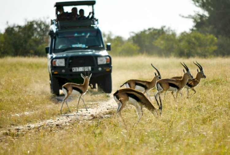 Discover cheap safari and tours in Tanzania! 