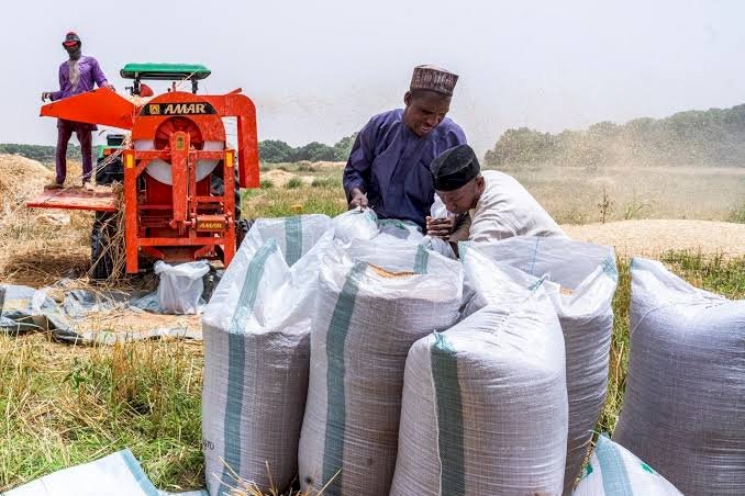 Top 10 Agricultural Products For Exports In Nigeria 